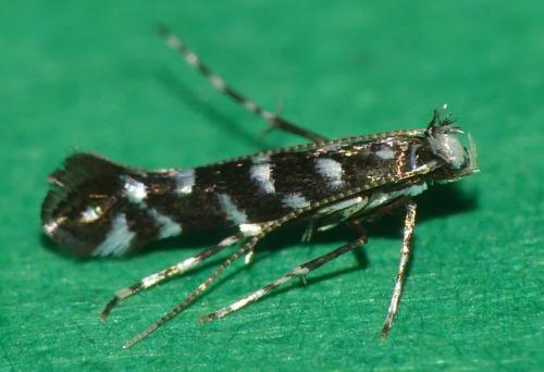 Réf. 307 160 : Parectopa ononidis